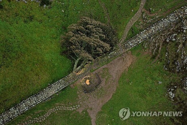 BRITAIN TREE