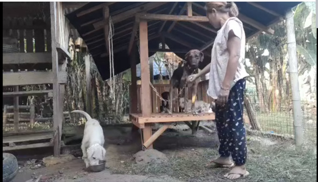 Spike and the rest of pack find new home in a shelter in Carcar City