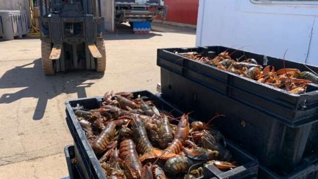 P.E.I. fishermen 'optimistic' about spring lobster season amid record prices