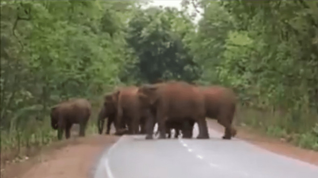 Passersby Stop Dead In Their Tracks When They See What Elephant Is Carrying With Its Trunk Across The Road
