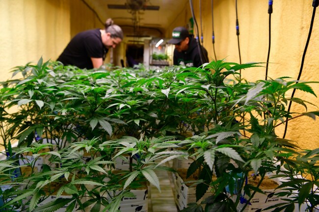 Colorado’s attorney general leads call for DEA to reschedule marijuana