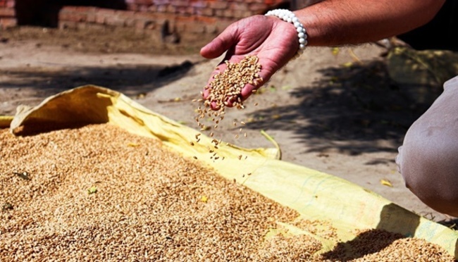 India mulls wheat export curbs in latest food supply squeeze