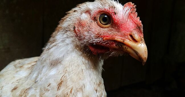 The horrific bird flu that has wiped out 36 million chickens and turkeys, explained