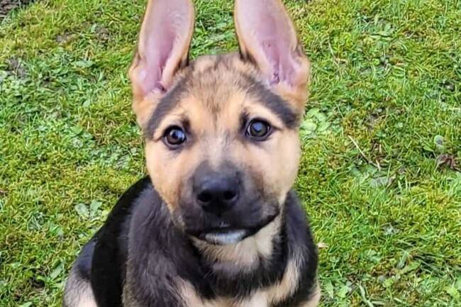 15 lovely cats and dogs up for adoption at RSPCA Leeds including adorable German Shepherd puppy