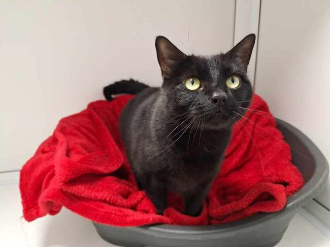 13 lovely cats and dogs up for adoption at RSPCA Leeds including affectionate six-year-old feline Lady