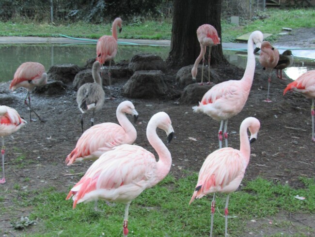 Photos | An afternoon at the zoo