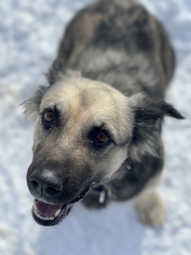 Pet of the Week: Amore searching for a family