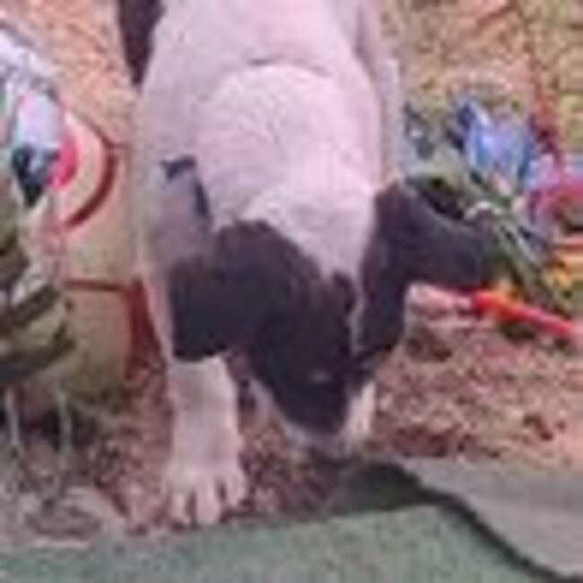 Social media in tears over video of loyal dog trying to dig up his owner during burial