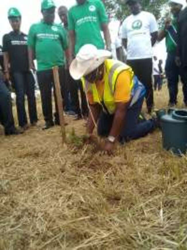 Bono region defies downpour to plant over one million trees
