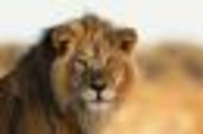 Zimparks tracks lion spotted In Chegutu