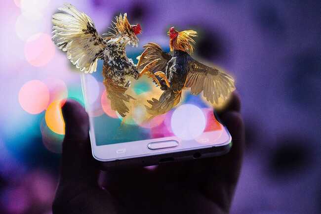 Philippine Cockfighting Goes Online – and Deadly
