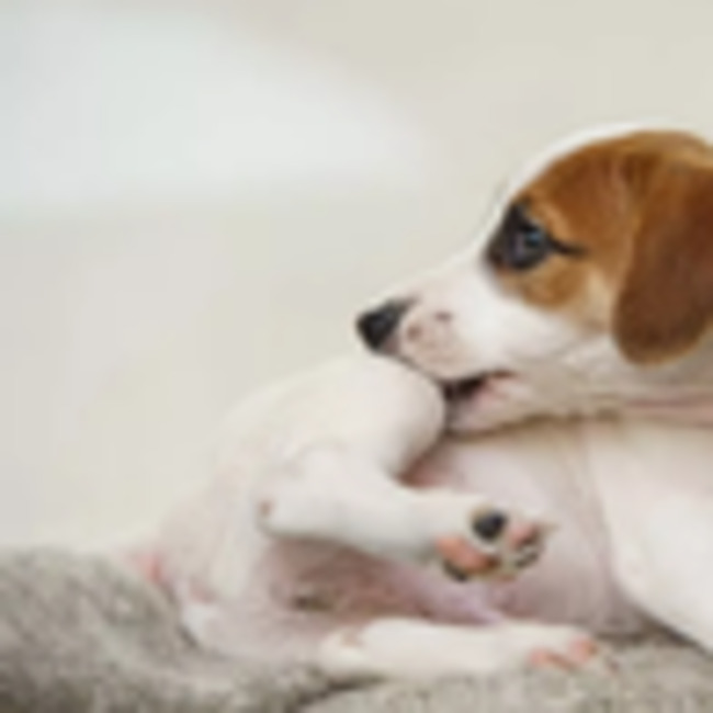 Summer heatwave flea warning to anyone with a dog or cat