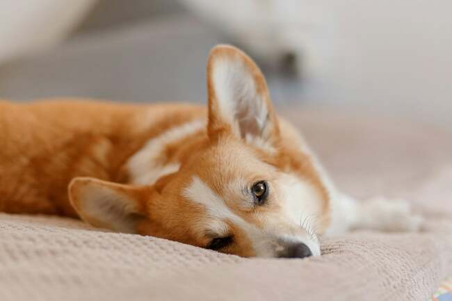 Can you give your dog paracetamol? Experts explain why you should never give your dog common medication