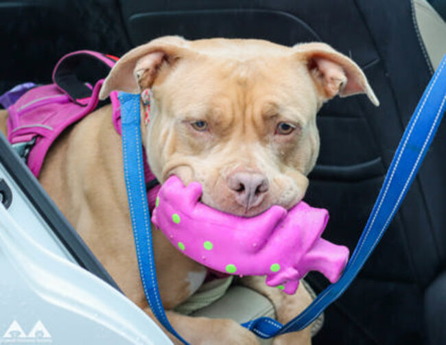 Pet of the Week: Marilyn Mon’Ruff at the Lowell Humane Society