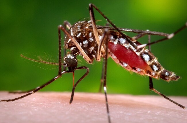 Pesticide treatments to be released in Rolando area after West Nile virus detection