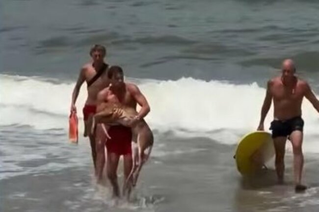 Watch: Florida lifeguards rescue struggling deer from Atlantic Ocean
