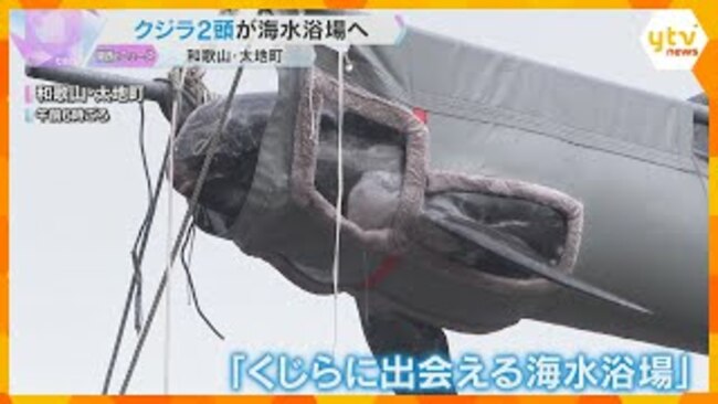 Two Whales Relocated to Beach Before Opening in Wakayama
