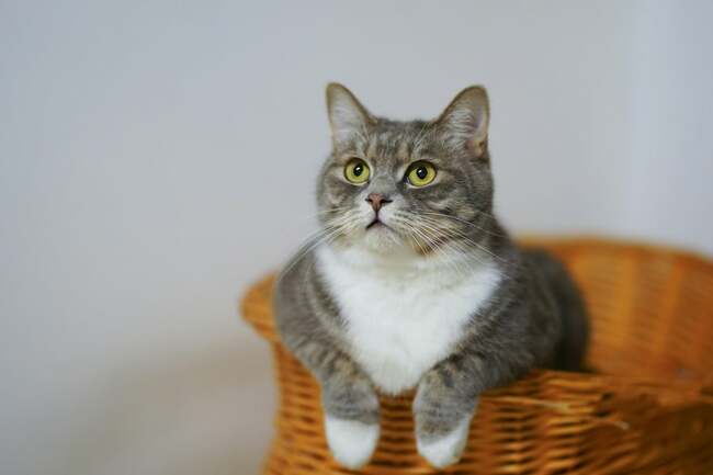 How long can you leave your cat home alone? The exact amount of time you can leave pets according to experts