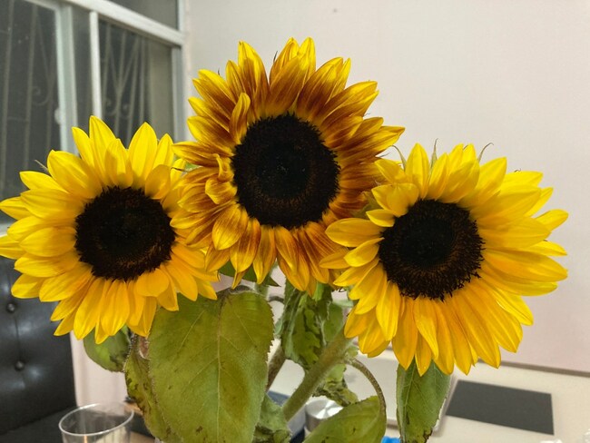 Sunflowers are glorious for the summer garden, and you can still plant them