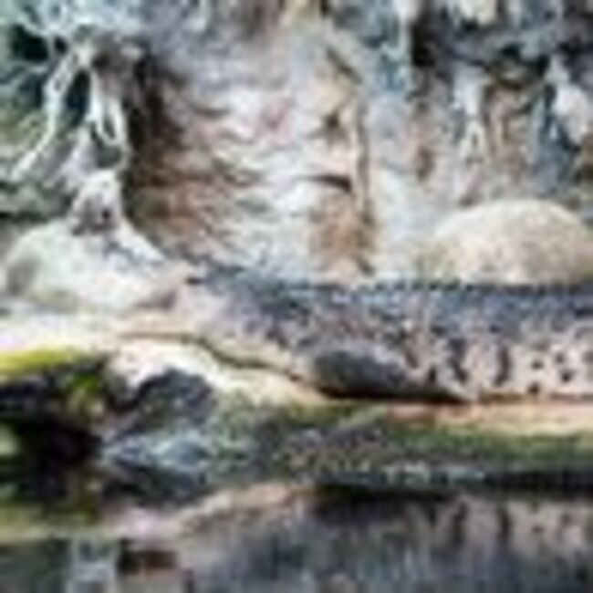 Zoo asks people to donate their pets for food for its predators