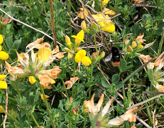Council highway works result in thriving home for wildlife