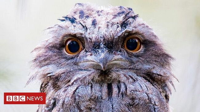 Why is this the 'most instagrammable' bird?