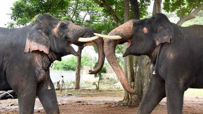 Dasara elephants to be welcomed onto Mysuru Palace premises on August 10