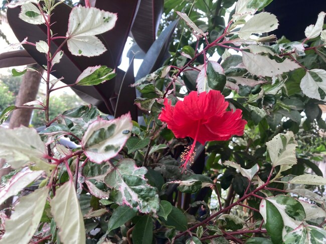 Why you should consider planting a tropical hibiscus