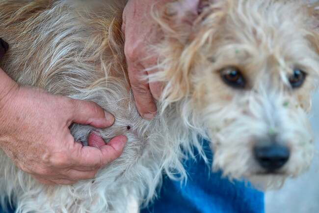 How to protect your dogs from getting a tick bite and safely remove ticks - according to pet experts