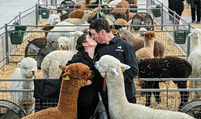 More than a good yarn: How prize-winning alpaca fleece sparked romance