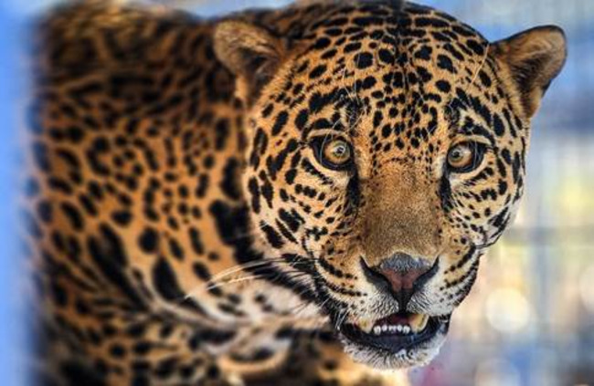 From hotel rooms to a safe haven: Rescued jaguar thriving at local wildlife sanctuary