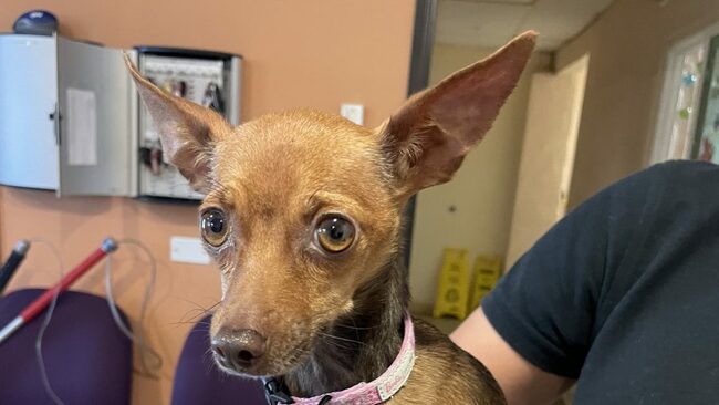 Spring Valley woman could face animal cruelty charges after striking Chihuahua