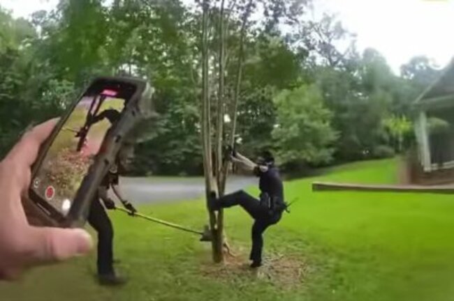 Watch: Coyote with leg stuck in tree rescued in Alabama
