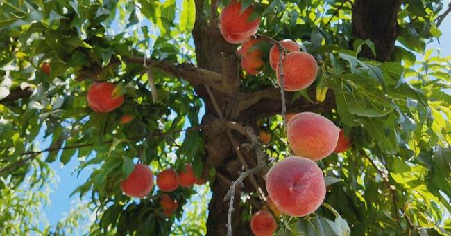 California peach harvests are down after warmer winter disrupted trees' sleep cycles