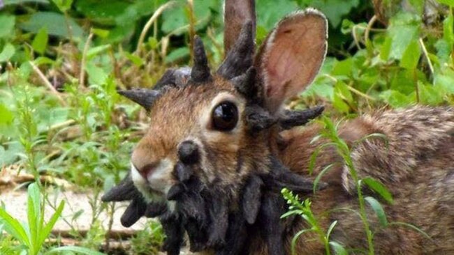 Colorado ‘zombie rabbit’ sightings spook the internet