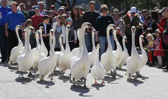 Wild swan chase ruffles feathers in Stratford, Ont.