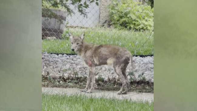Winnipeg residents worried about sick coyote spotted in Lord Roberts over summer