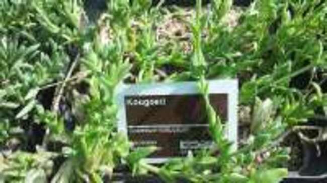 South African hunters chewed the kanna plant for endurance: new study tests its effects on mouse brain chemistry