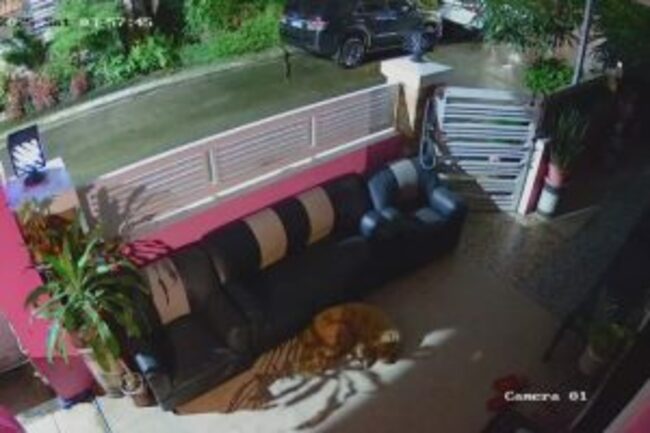 Python caught on camera slithering into home as pet dog sleeps in Antipolo