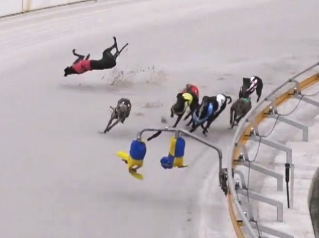 Tasmanian greyhound abusers import Queensland heavyweight to fight looming ban
