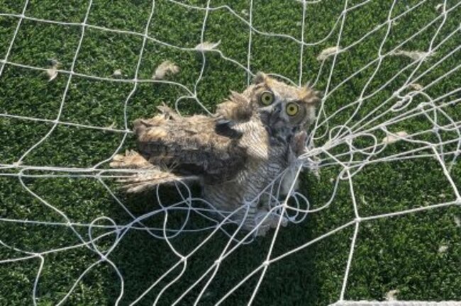 Look: Great horned owl rescued from soccer net in Texas