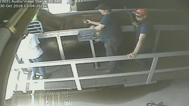 Secret police tape shows Melbourne Cup-winning trainer using 'jigger' on horses