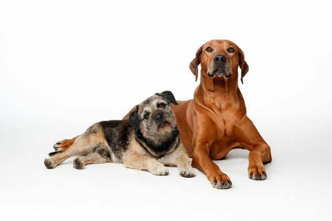 Who owns your dog after a break-up? This is why you need to get a pet prenup - according to experts