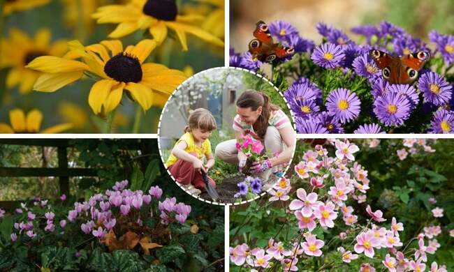 The National Trust: 4 stunning flowers to plant in your garden this autumn - which can help wildlife