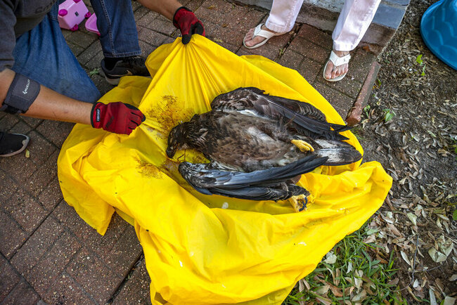 For backyard bald eagles, death of an eaglet the latest blow