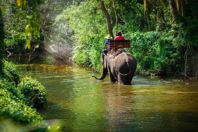 The wildlife mistakes I’ve made on holiday – from cuddling chimpanzees to riding elephants