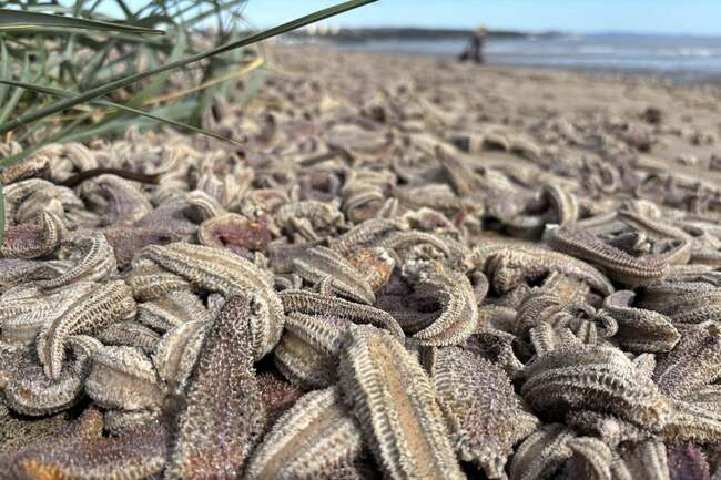 Experts reveal how thousands of dead starfish ended up on a British beach