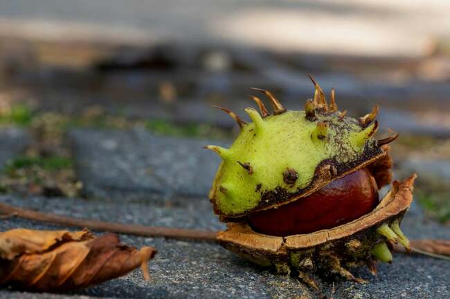 Dog owners issued warning to be vigilant of 'serious' autumn hazard that could be 'deadly'