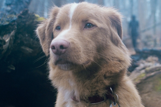Is the 2025 ‘Good Boy’ Movie Streaming on Netflix, Amazon Prime or Shudder?