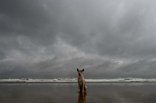 'Think twice': Dog owners warned before walking their pets during Storm Amy